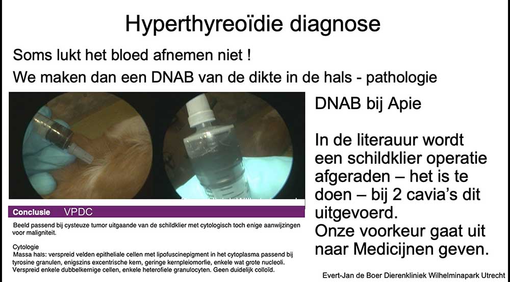 Een schildkliertumor bij een cavia